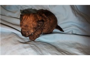 Serena - Poma-Poo - Pomapoo for sale