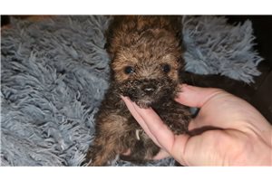 Serena - Poma-Poo - Pomapoo for sale