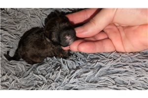 Serena - Poma-Poo - Pomapoo for sale