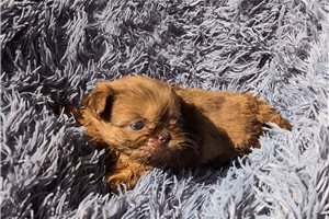 Arianna - Shih-Poo for sale