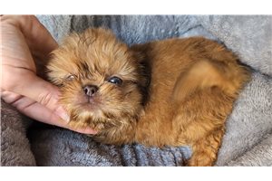 Auggie - puppy for sale