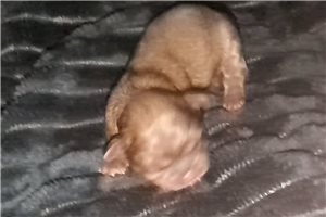 Auggie - Shih-Poo - Shihpoo for sale
