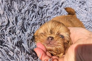 Auggie - Shih-Poo for sale