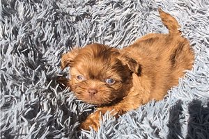 Auster - Shih-Poo for sale