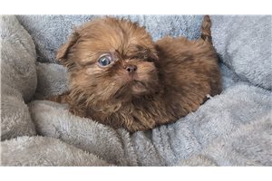 Auster - puppy for sale