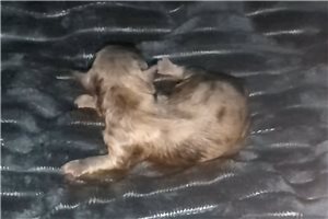Augustus - Shih-Poo - Shihpoo for sale