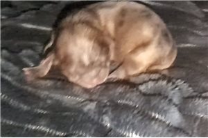 Ariel - puppy for sale