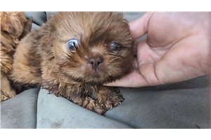 Augustus - Shih-Poo for sale