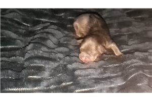 Auster - puppy for sale