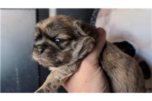 Odie - puppy for sale