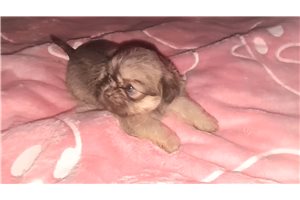 Bailey - Shih Tzu for sale
