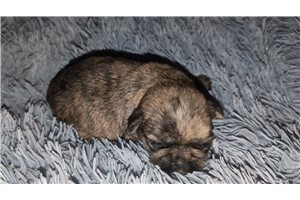 Bonnie - puppy for sale