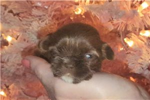 Brynn - Shih Tzu for sale