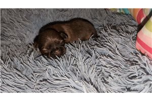 Popple - Shih Tzu for sale