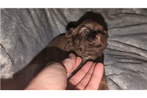 Olivia - Shih Tzu for sale