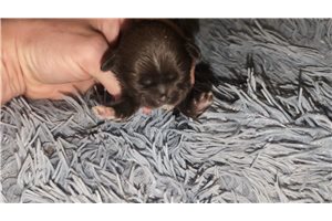 Pudding - puppy for sale