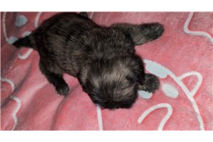 Bubbles - Shih Tzu for sale