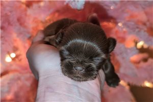 Bleu - Shih Tzu for sale