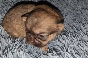 Bailey - Shih Tzu for sale