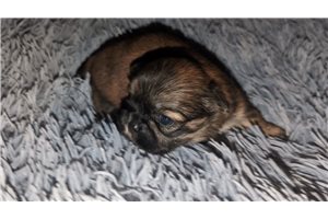 Brody - Shih Tzu for sale