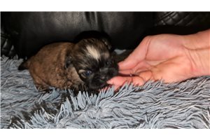 Owen - Shih Tzu for sale