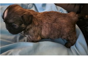 Owen - Shih Tzu for sale