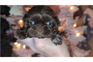 Blaze - Shih Tzu for sale