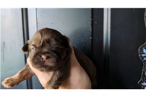 Olivia - puppy for sale