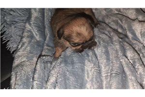 Ophelia - Shih Tzu for sale