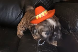 Owen - Shih Tzu for sale