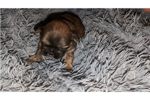 Brody - puppy for sale