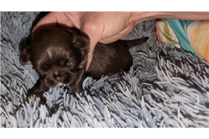 Pudding - Shih Tzu for sale