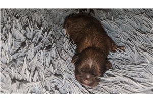 Popple - Shih Tzu for sale