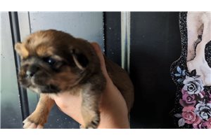 Ophelia - Shih Tzu for sale