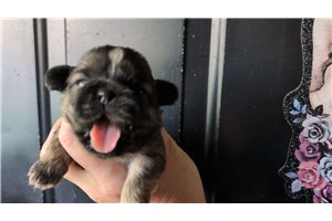 Owen - Shih Tzu for sale