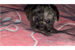 Bonnie - Shih Tzu for sale