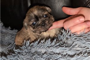 Odie - Shih Tzu for sale