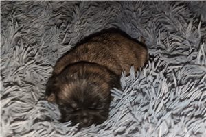Bubbles - puppy for sale