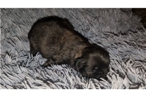 Bianca - puppy for sale