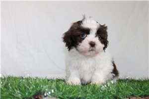 Christy - Shih-Poo - Shihpoo for sale