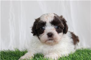 Christy - Shih-Poo - Shihpoo for sale