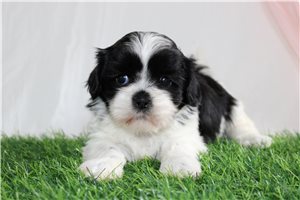 Candace - puppy for sale