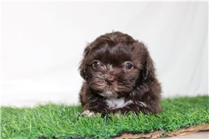 Cleo - Shih-Poo - Shihpoo for sale