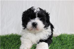 Cyrus - Shih-Poo - Shihpoo for sale