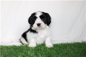 Cruz - Shih-Poo - Shihpoo for sale