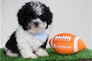 Cyrus - Shih-Poo - Shihpoo for sale