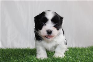 Cruz - Shih-Poo - Shihpoo for sale