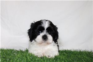 Candace - Shih-Poo - Shihpoo for sale