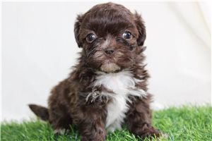 Alana - puppy for sale