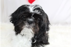 Dominic - Shih Tzu for sale